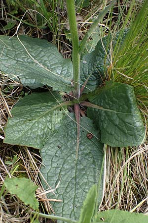 Verbascum phoeniceum \ Violette Knigskerze, A Seewinkel, Apetlon 8.5.2022