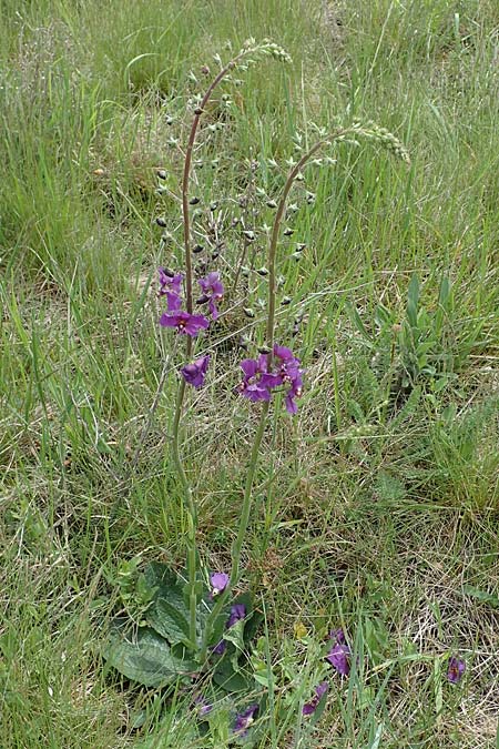 Verbascum phoeniceum \ Violette Knigskerze / Purple Mullein, A Seewinkel, Apetlon 8.5.2022