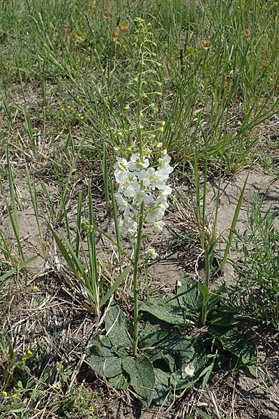 Verbascum phoeniceum \ Violette Knigskerze / Purple Mullein, A Seewinkel, Illmitz 9.5.2022