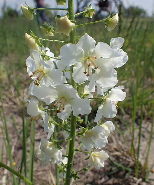 Verbascum phoeniceum \ Violette Knigskerze / Purple Mullein, A Seewinkel, Illmitz 9.5.2022