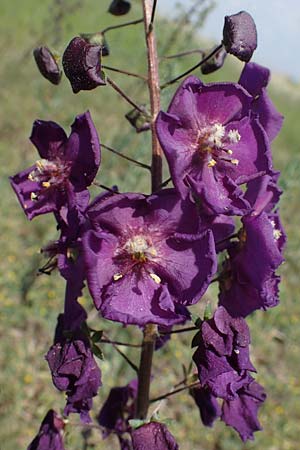 Verbascum phoeniceum / Purple Mullein, A Seewinkel, Illmitz 9.5.2022