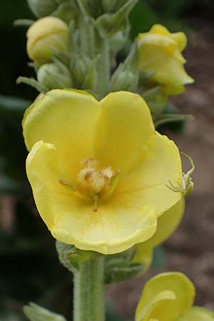 Verbascum phlomoides / Orange Mullein, A Carinthia, St. Paul im Lavanttal 6.7.2023