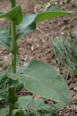Verbascum phlomoides \ Windblumen-Knigskerze / Orange Mullein, A Kärnten/Carinthia, St. Paul im Lavanttal 6.7.2023