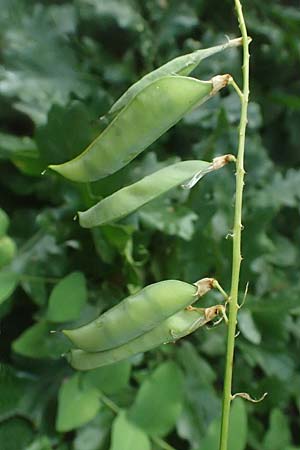 Vicia pisiformis / Pea Vetch, Pale-Flower Vetch, A Ladendorf 10.7.2023