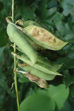 Vicia pisiformis / Pea Vetch, Pale-Flower Vetch, A Ladendorf 10.7.2023