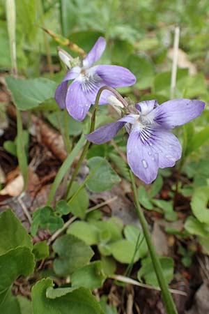Viola riviniana \ Hain-Veilchen / Common Dog Violet, A Kärnten/Carinthia, Feistritz im Rosental 17.5.2016