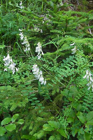 Vicia sylvatica \ Wald-Wicke / Wood Vetch, A Kärnten/Carinthia, Hochobir 1.7.2010