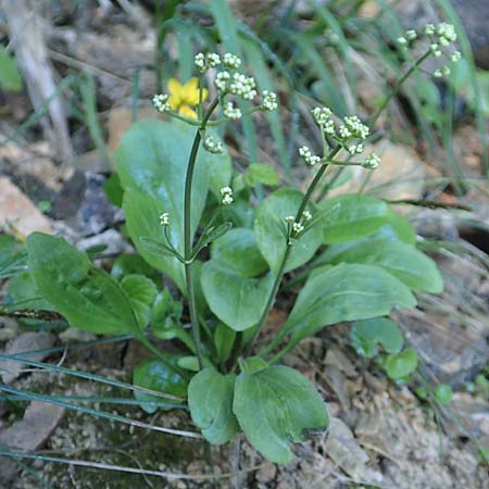 Valeriana saxatilis \ Felsen-Baldrian, A Kärnten, Gallizien 18.5.2016