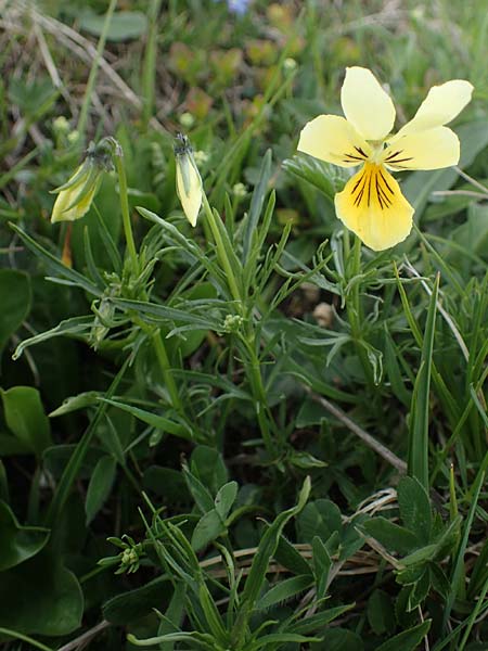 Viola lutea subsp. sudetica \ Gelbes Sudeten-Stiefmtterchen, A Wölzer Tauern, Kleiner Zinken 26.6.2021