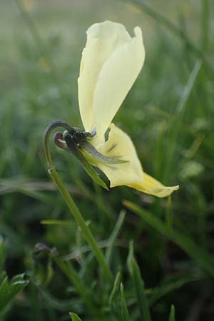 Viola lutea subsp. sudetica \ Gelbes Sudeten-Stiefmtterchen, A Wölzer Tauern, Kleiner Zinken 26.6.2021