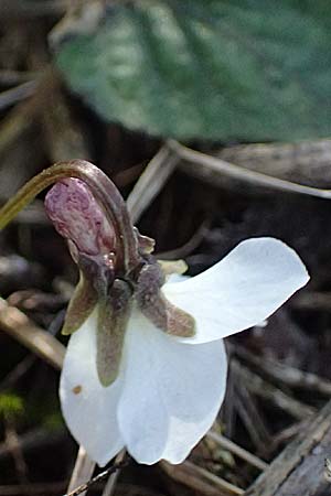 Viola alba subsp. scotophylla / Dark-Leaved White Violet, A Niederhollabrunn 6.3.2024