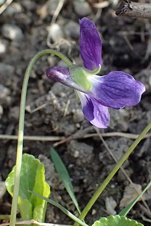 Viola suavis \ Blau-Veilchen, Duftendes Veilchen / Russian Violet, A Weinviertel,  Kreuttal 6.3.2024