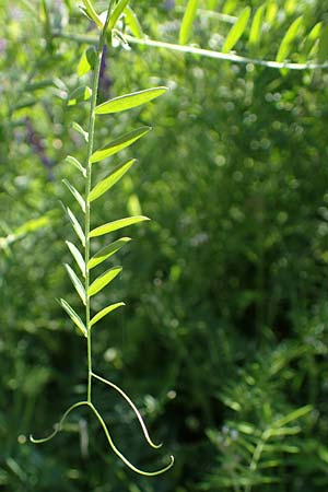 Vicia tenuifolia \ Feinblttrige Wicke / Fine-Leaved Vetch, A Ingeringsee 27.7.2021