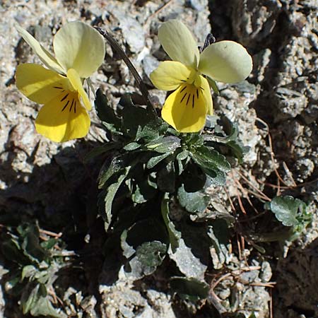 Viola tricolor \ Wildes Stiefmtterchen / Heartsease, Wild Pansy, A Osttirol, Matrei 5.4.2023
