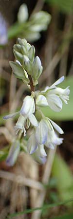 Polygala vulgaris \ Gewhnliche Kreuzblume, Gewhnliches Kreuzblmchen, A Kärnten, Trögerner Klamm 18.5.2016