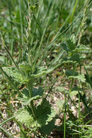 Veronica chamaedrys subsp. vindobonensis \ Wiener Gamander-Ehrenpreis / Vienna Germander Speedwell, A Hainburg 14.5.2022