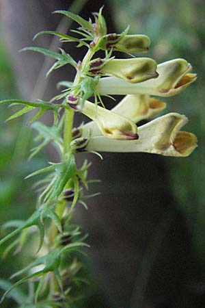 Melampyrum pratense \ Gewhnlicher Wachtelweizen, Wiesen-Wachtelweizen, A Klaus 14.7.2007