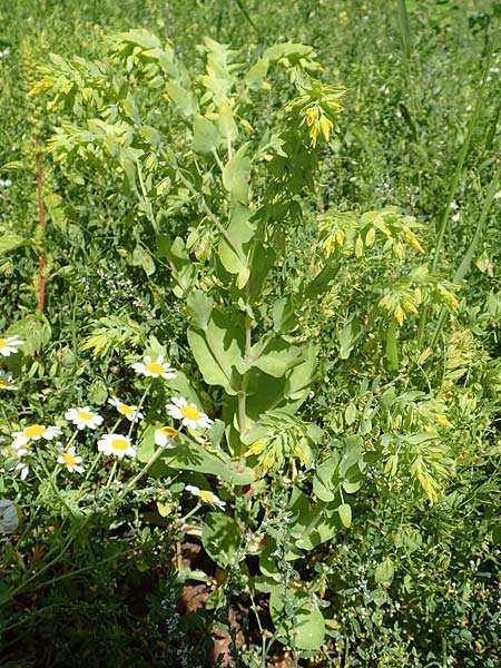 Cerinthe minor / Lesser Honeywort, A Weikersdorf am Steinfeld 2.7.2020