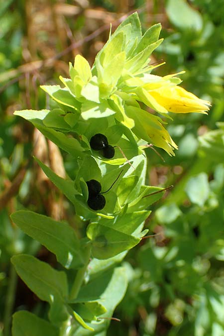 Cerinthe minor \ Kleine Wachsblume, A Weikersdorf am Steinfeld 2.7.2020