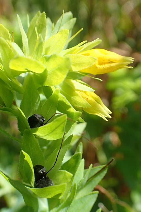 Cerinthe minor \ Kleine Wachsblume / Lesser Honeywort, A Weikersdorf am Steinfeld 2.7.2020