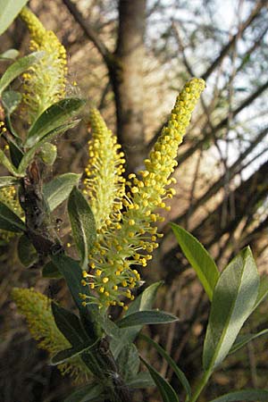 Salix triandra / Almond Willow, A Bregenz 21.4.2007