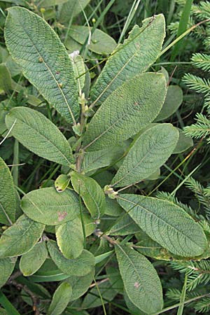 Salix cinerea \ Grau-Weide, Asch-Weide / Grey Willow, A Turrach 22.7.2007