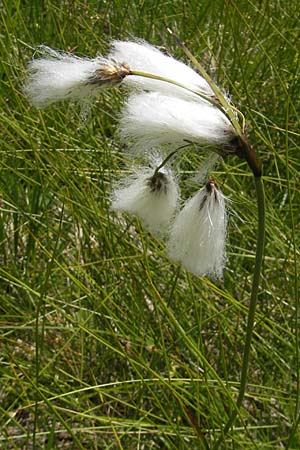 Eriophorum angustifolium / Common Cotton Grass, A Malta - Valley 19.7.2010