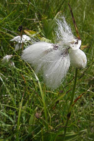 Eriophorum angustifolium / Common Cotton Grass, A Malta - Valley 19.7.2010