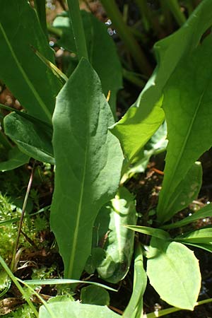 Willemetia stipitata \ Gestielter Kronen-Lattich, A Pusterwald 29.6.2021