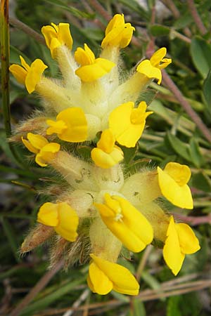 Anthyllis vulneraria subsp. alpestris / Alpine Kidney Vetch, A Carinthia, Petzen 2.7.2010