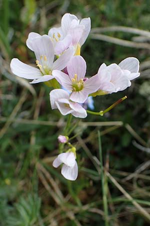 Cardamine pratensis agg. \ Wiesen-Schaumkraut / Cuckooflower, A Wölzer Tauern, Hoher Zinken 26.6.2021