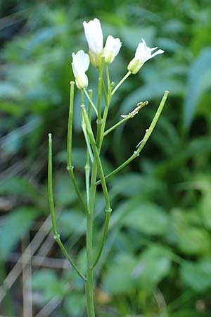 Cardamine matthioli \ Matthiolis Schaumkraut, A Seetaler Alpen, Zirbitzkogel 28.6.2021