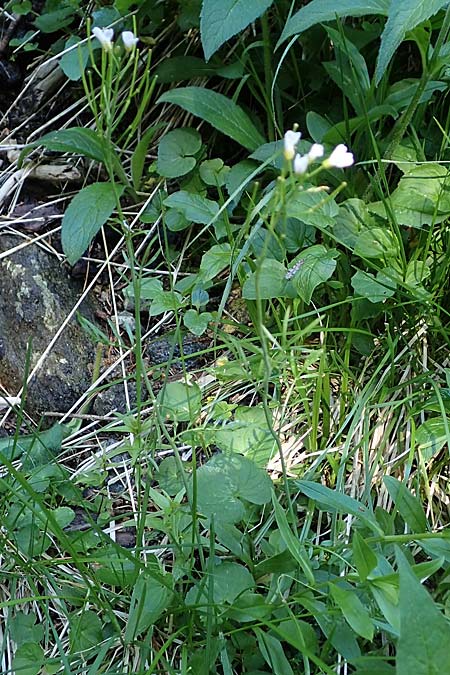 Cardamine matthioli \ Matthiolis Schaumkraut, A Seetaler Alpen, Zirbitzkogel 28.6.2021