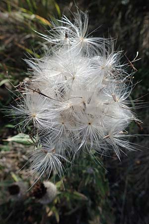 Cirsium eriophorum / Wooly Thistle, A Siegendorf 24.9.2022