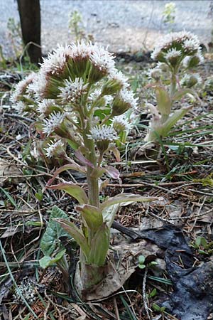 Petasites albus \ Weie Pestwurz / White Butterbur, A Namlos 1.5.2019