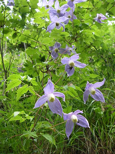 Clematis alpina / Alpine Clematis, A Malta - Valley 7.6.2008