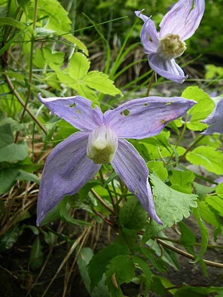 Clematis alpina \ Alpenrebe, Alpen-Waldrebe / Alpine Clematis, A Malta - Tal / Valley 7.6.2008