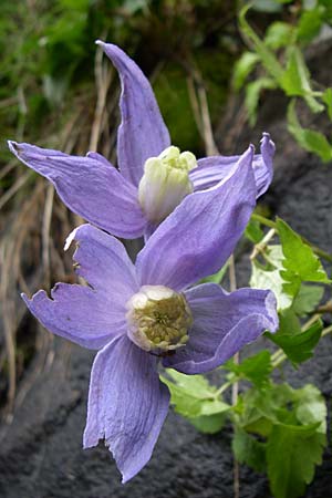 Clematis alpina \ Alpenrebe, Alpen-Waldrebe / Alpine Clematis, A Malta - Tal / Valley 7.6.2008