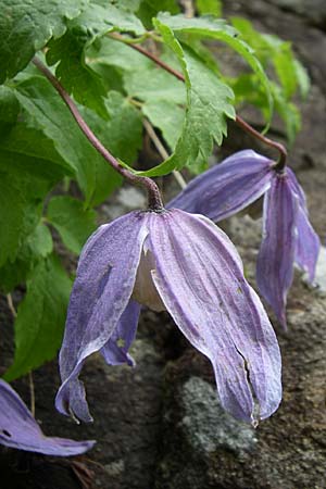 Clematis alpina \ Alpenrebe, Alpen-Waldrebe / Alpine Clematis, A Malta - Tal / Valley 7.6.2008