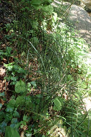 Equisetum hyemale \ Winter-Schachtelhalm, A Deutschlandsberger Klause 30.6.2022