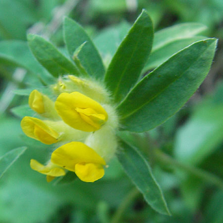 Anthyllis vulneraria subsp. alpestris \ Alpen-Wundklee / Alpine Kidney Vetch, A Trenchtling 3.7.2010