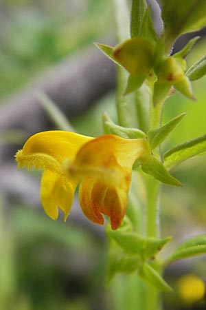 Melampyrum sylvaticum / Small Cow-Wheat, A Hahntennjoch 16.7.2010