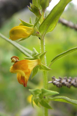 Melampyrum sylvaticum / Small Cow-Wheat, A Hahntennjoch 16.7.2010