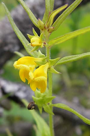 Melampyrum sylvaticum / Small Cow-Wheat, A Hahntennjoch 16.7.2010