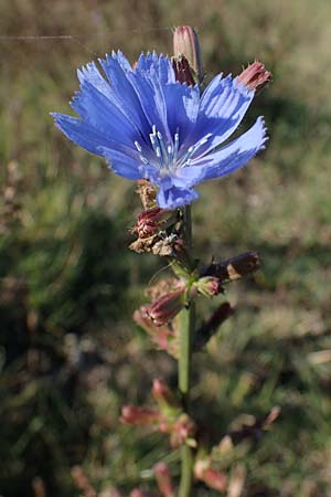 Cichorium intybus \ Gemeine Wegwarte, Zichorie / Chicory, A Seewinkel, Apetlon 23.9.2022