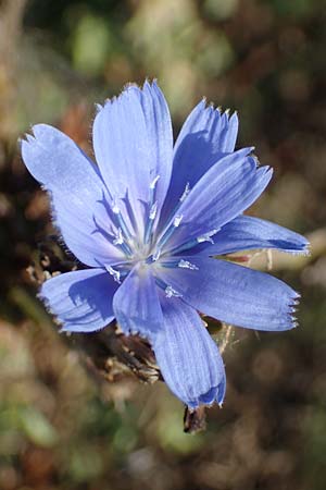 Cichorium intybus \ Gemeine Wegwarte, Zichorie / Chicory, A Seewinkel, Apetlon 23.9.2022