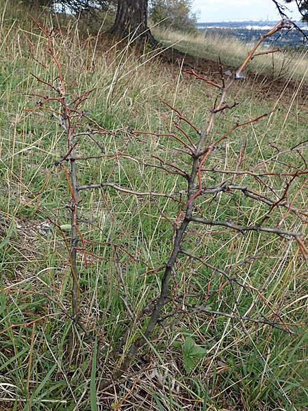 Crataegus monogyna \ Eingriffeliger Weidorn / Hawthorn, A Perchtoldsdorf 22.9.2022