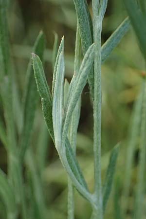 Xeranthemum annuum \ Einjhrige Spreublume, Einjhrige Strohblume / Annual Everlasting, Immortelle, A Enzersdorf an der Fischa 8.7.2023