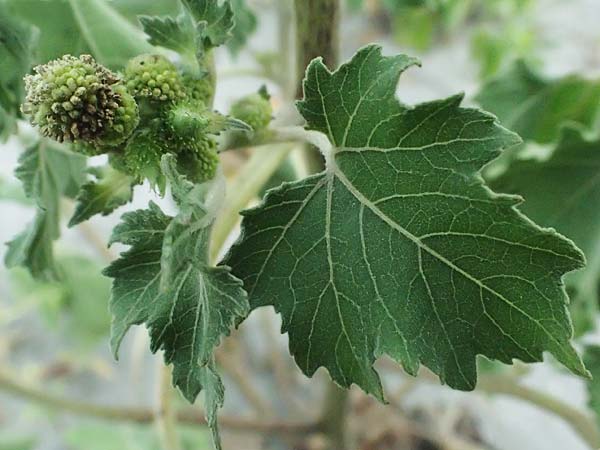 Xanthium strumarium / Rough Cocklebur, Common Cocklebur, A St. Andrä 12.7.2023