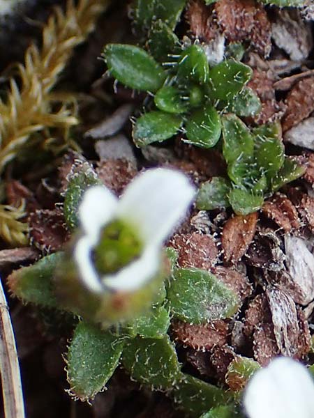 Saxifraga androsacea \ Mannsschild-Steinbrech / Scree Saxifrage, A Wölzer Tauern, Kleiner Zinken 26.6.2021